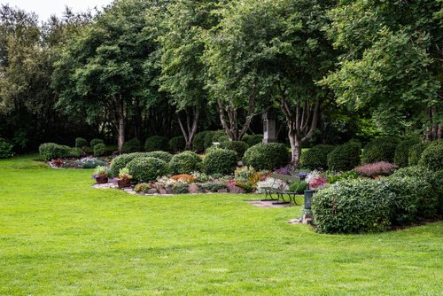 Trees and shrubs in Augusta Ga in a yard by a customer on their lawn