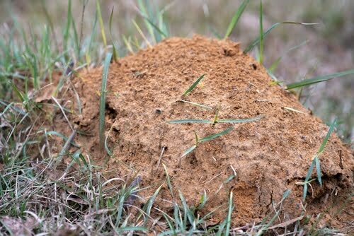 Fire ant hill on a lawn in North Augusta SC